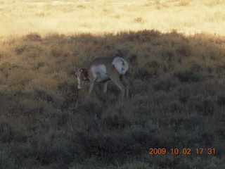 230 702. Bryce Canyon - deer