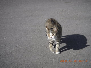 cat at Richfield (RIF)