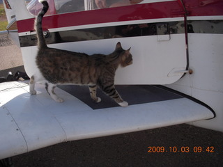 79 703. cat on N4372J wing