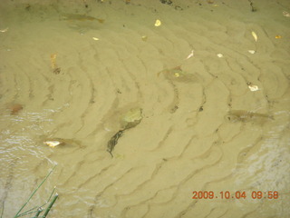 108 704. Escalante - Calf Creek trail - fish