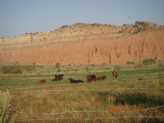 336 704. drive from Kodachrome - cows