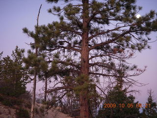Bryce Canyon - rim from Fairyland to Sunrise - moon in trees