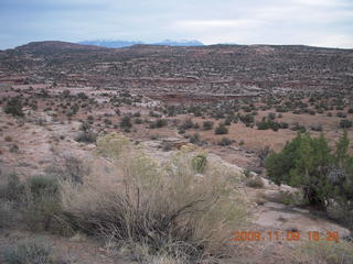 Canyonlands vegetation