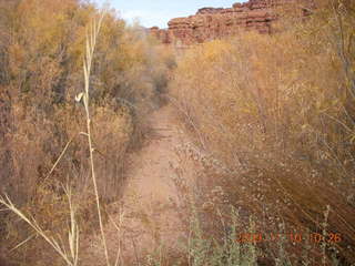 Lathrop trail hike - trees near Colorado River