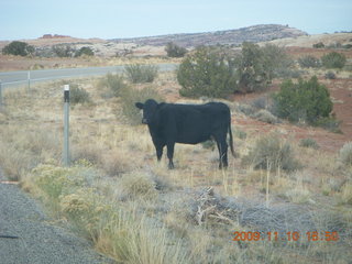 Canyonlands cows