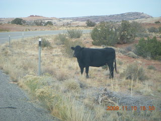 Canyonlands cows