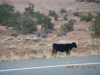 68 71a. Canyonlands cows
