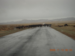34 71d. Hanksville road to Goblin Valley - cows on roadway