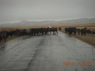 35 71d. Hanksville road to Goblin Valley - cows on roadway