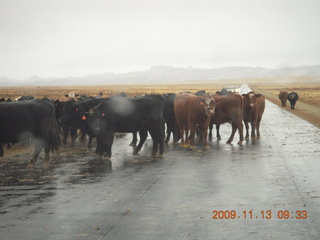 36 71d. Hanksville road to Goblin Valley - cows on roadway