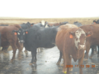 37 71d. Hanksville road to Goblin Valley - cows on roadway