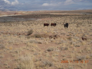 road from Little Wild Horse Pass - cows