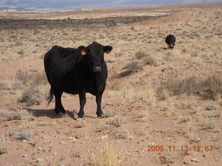 198 71d. road from Little Wild Horse Pass - cows