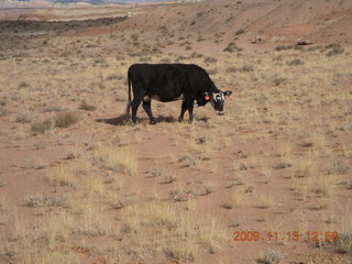 road from Little Wild Horse Pass - cows