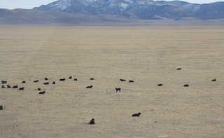 Sean's pictures - cows near Resolve, New Mexico