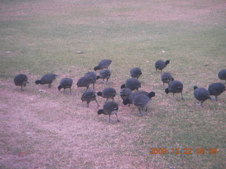 birds along the Green Belt in Scottsdale (testing a camera)