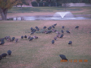 Birds window ornaments