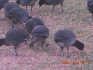 birds along the Green Belt in Scottsdale (testing a camera)