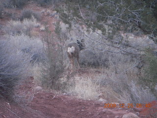 34 72r. Zion National Park - Watchman hike - mule deer