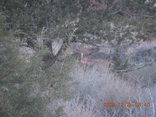 35 72r. Zion National Park - Watchman hike - mule deer