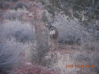 36 72r. Zion National Park - Watchman hike - mule deer
