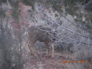 38 72r. Zion National Park - Watchman hike - mule deer