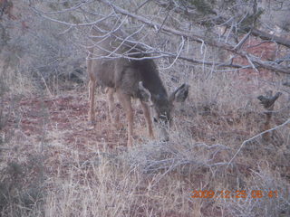 39 72r. Zion National Park - Watchman hike - mule deer