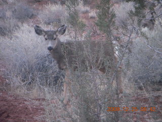 41 72r. Zion National Park - Watchman hike - mule deer