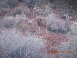 42 72r. Zion National Park - Watchman hike - mule deer