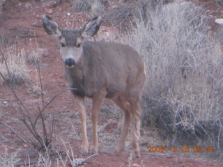 43 72r. Zion National Park - Watchman hike - mule deer