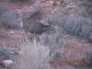 44 72r. Zion National Park - Watchman hike - mule deer