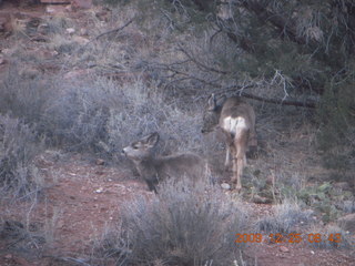 45 72r. Zion National Park - Watchman hike - mule deer