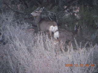 46 72r. Zion National Park - Watchman hike - mule deer