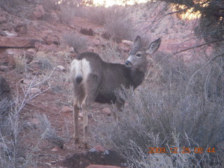 47 72r. Zion National Park - Watchman hike - mule deer