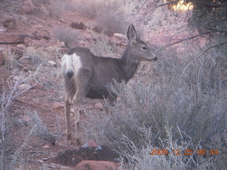 48 72r. Zion National Park - Watchman hike - mule deer
