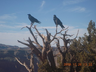 82 72s. Grand Canyon West - Guano Point - ravens