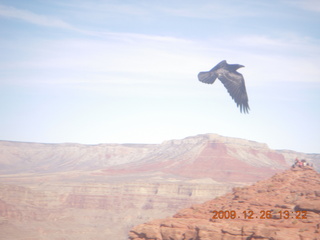 Grand Canyon West - Guano Point - raven in flight