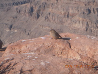 85 72s. Grand Canyon West - Guano Point - bird