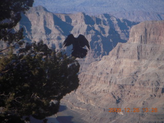 Grand Canyon West - Guano Point - raven landing