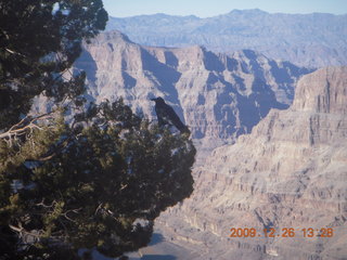 Grand Canyon West - Guano Point - raven