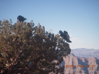 90 72s. Grand Canyon West - Guano Point - ravens
