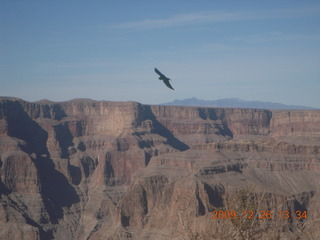 91 72s. Grand Canyon West - Guano Point - raven in flight