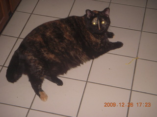 my cat Maria - (cat)