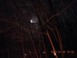 moonlit trees at Sandy's in New Jersey