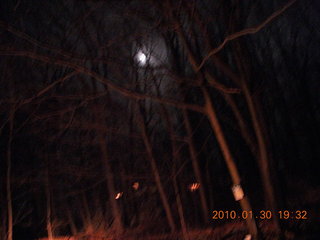 moonlit trees at Sandy's in New Jersey