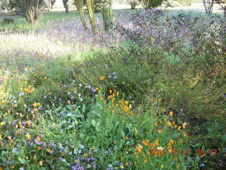 Scottsdale flowers after all that rain