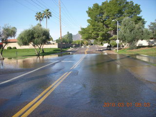 Scottsdale flowers after all that rain