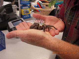 big spider at Big 5 Sporting Goods