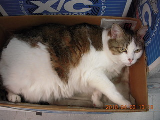 cat 'Diane' (I think) at Aerozona store