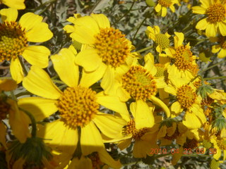 Pinnacle Peak hike - flowers